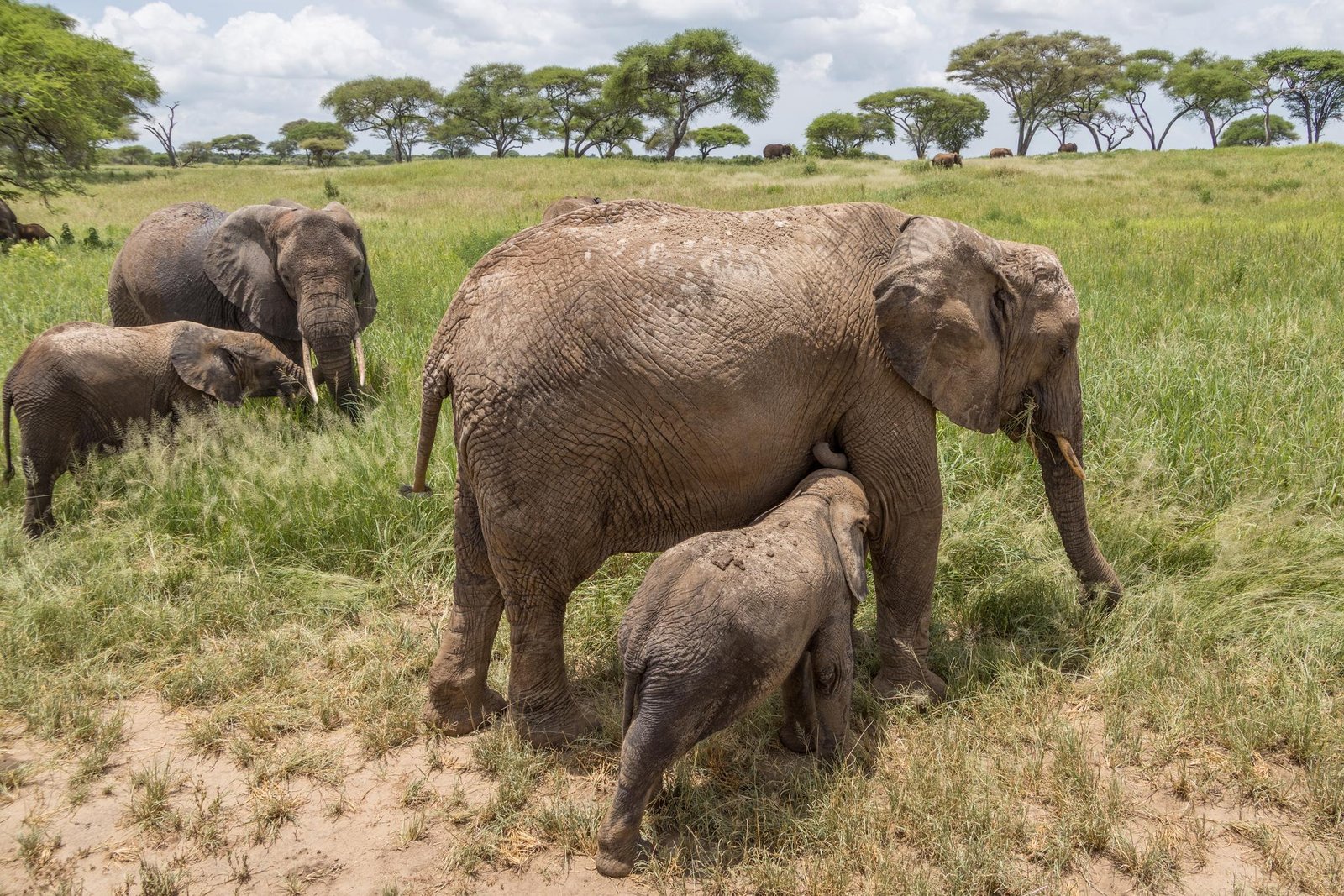 Elephants moving through Tanzania safari country
