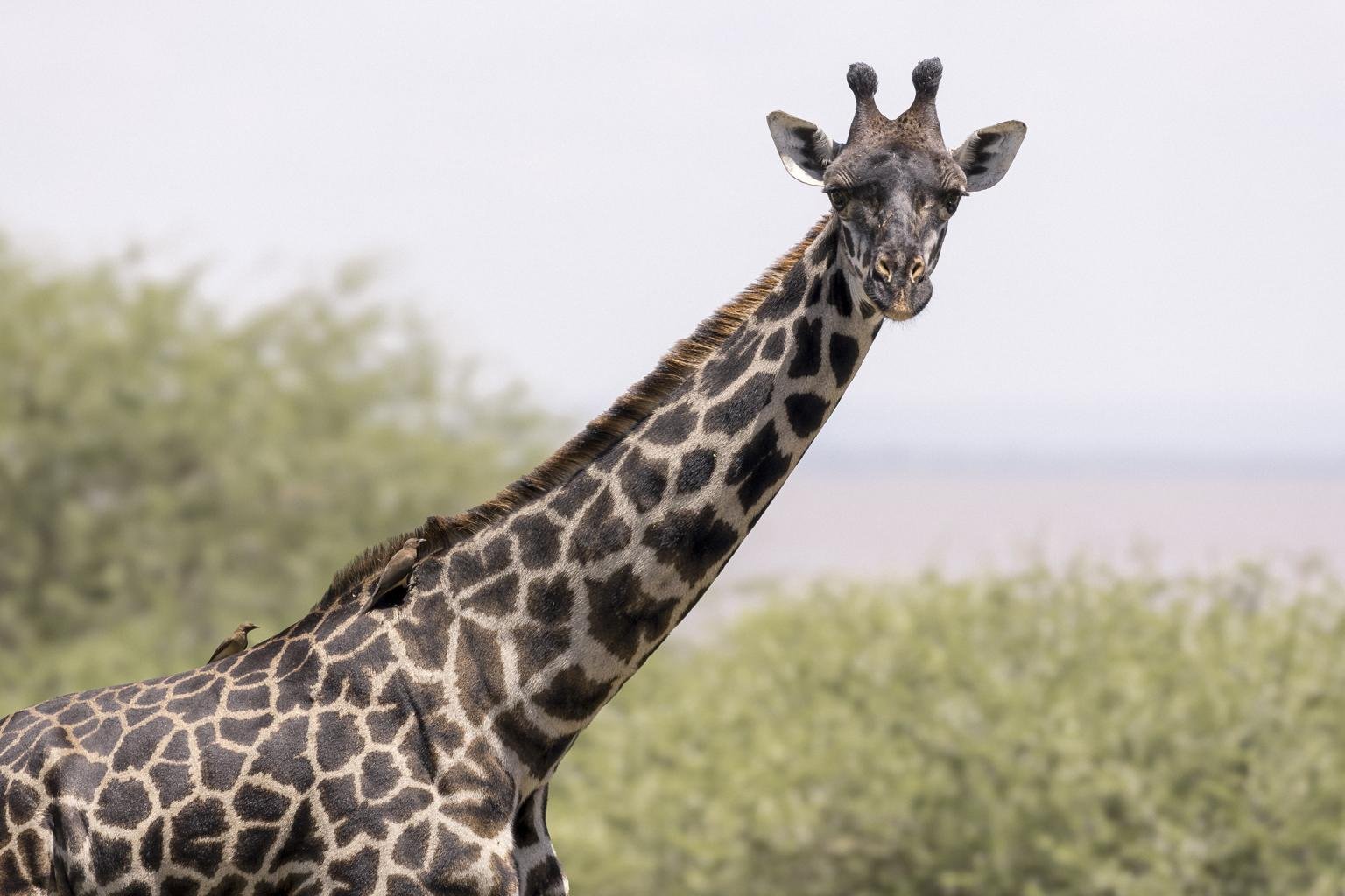 Lake Manyara scene 2