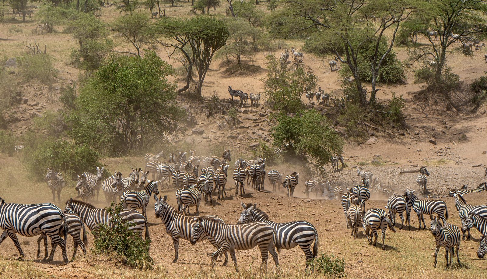 Lake Manyara scene 3