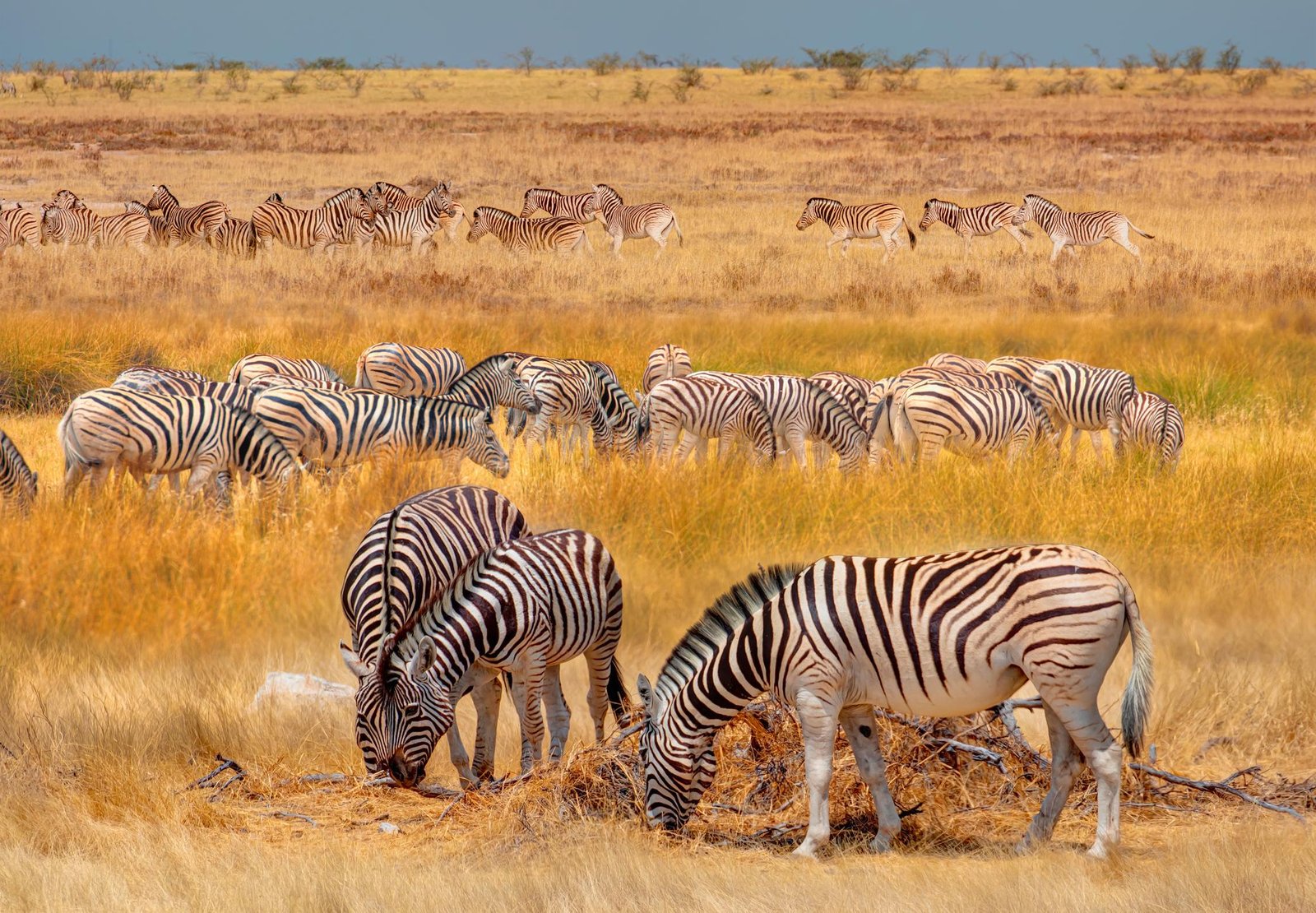 Tarangire National Park scene 3